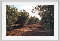 0349_25A_Barbegal_oliviers
