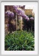 0305_19A_Saint_Montan_glycines_?