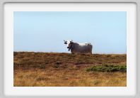 0285_32A_Pailheres
