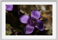 DSC04794_Gentiane_champetre_Lers
