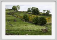 DSC05534_Aubrac
