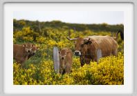 DSC05550_Aubrac_vaches