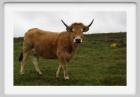 DSC05559_Aubrac_vache