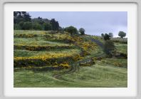 DSC05548_Aubrac