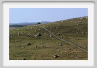 DSC04059_Aubrac_muret