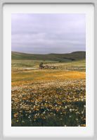 0219_10A_Aubrac_printemps_fleurs