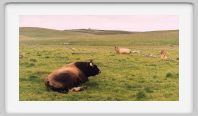 0453_07Ab_Aubrac_taureau