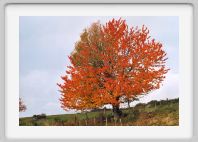 0468_13A_Lozere_automne