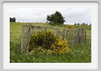 DSC05464_Aubrac